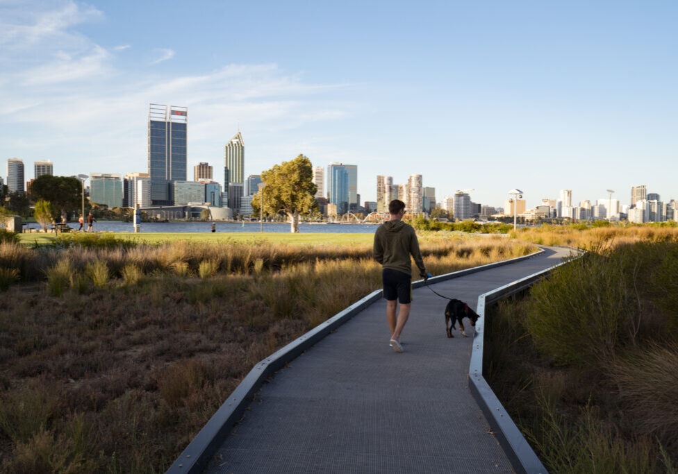 Man walking his dog along the South Perth Foreshore at sunrise. The beautiful Perth city is in the background.